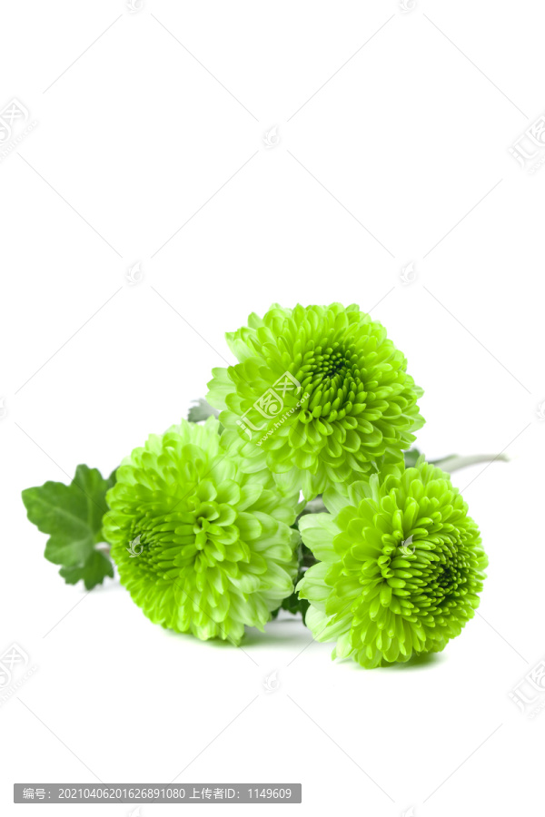 绿菊花