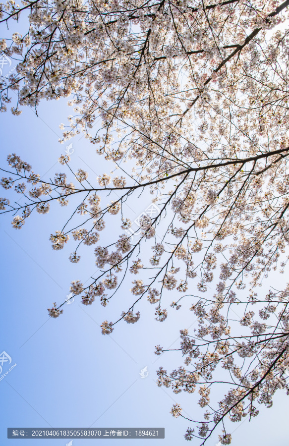 樱花花枝