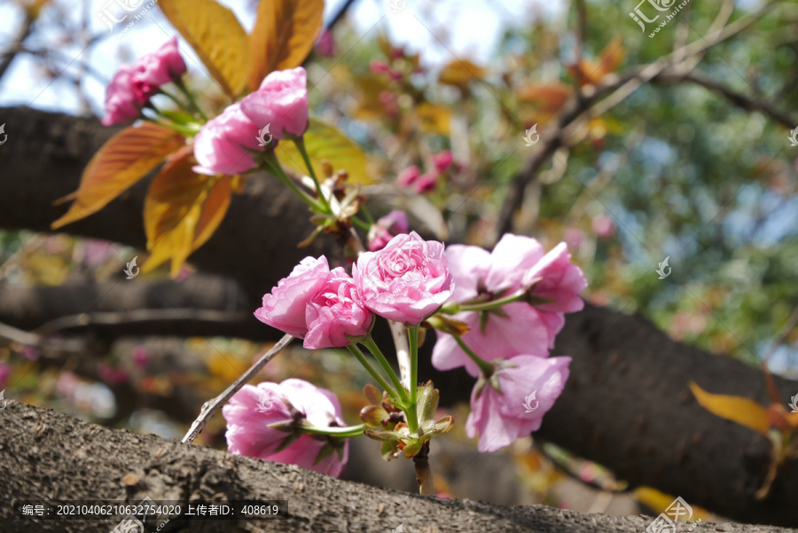 樱花