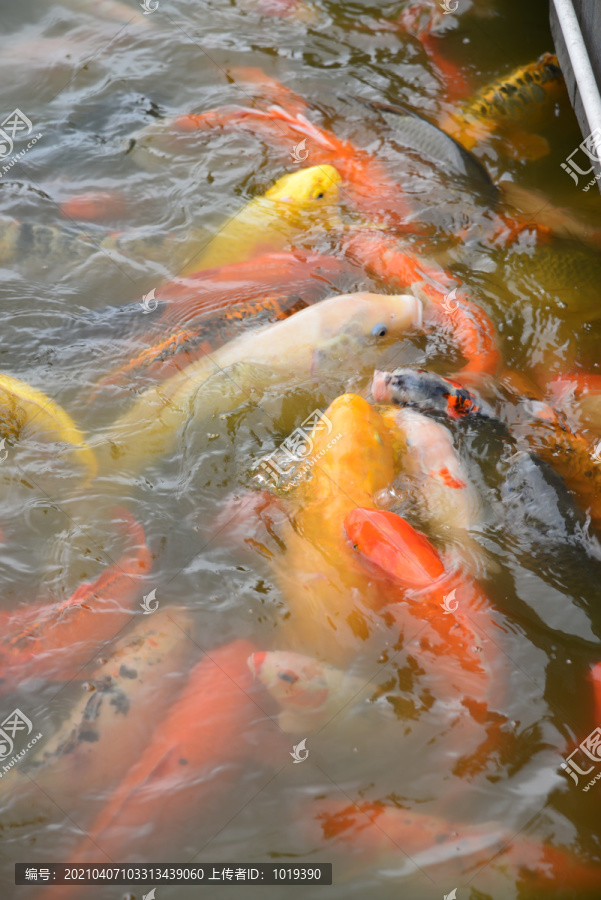喂食鯉魚