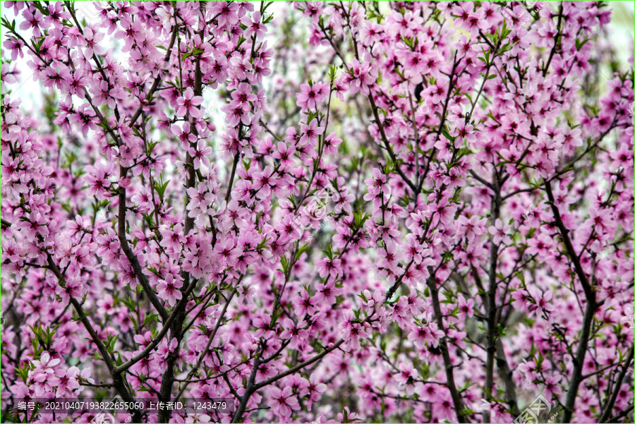 桃花源