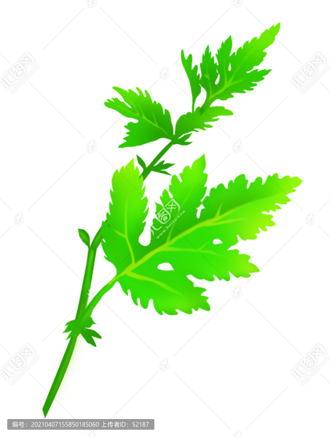 薄荷葉子