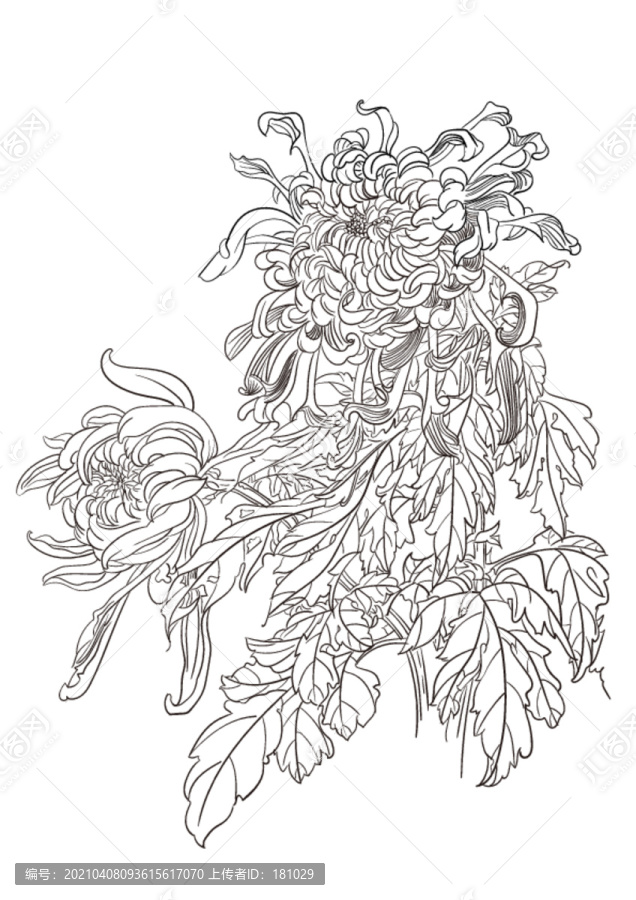 菊花線描矢量秋菊白描菊花線搞