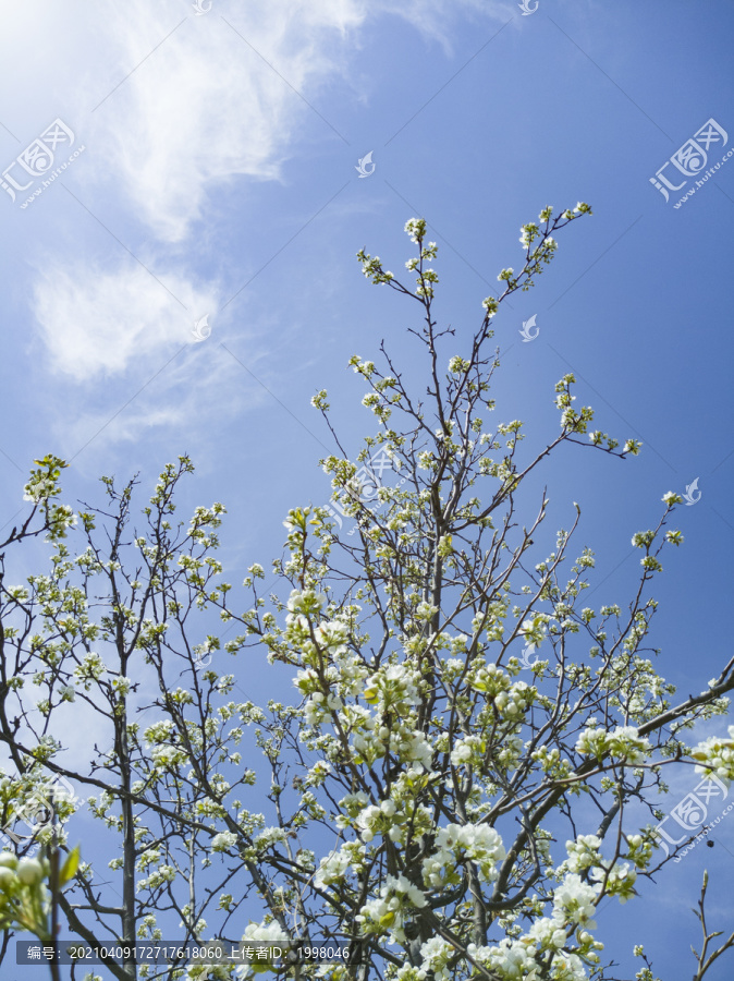 山花烂漫