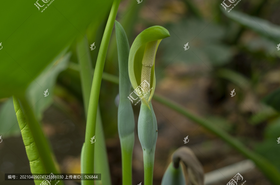 滴水观音