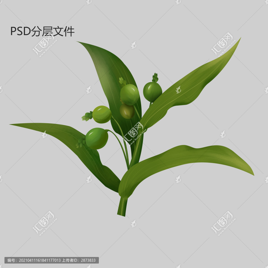 插畫薏米