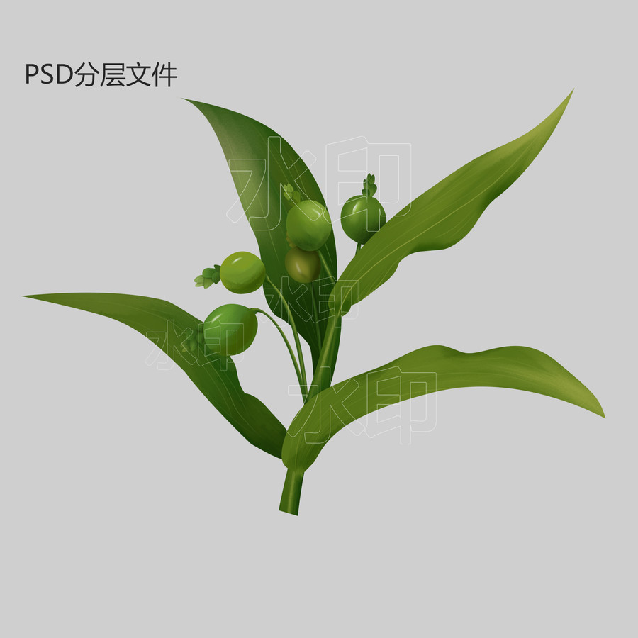 插畫薏米