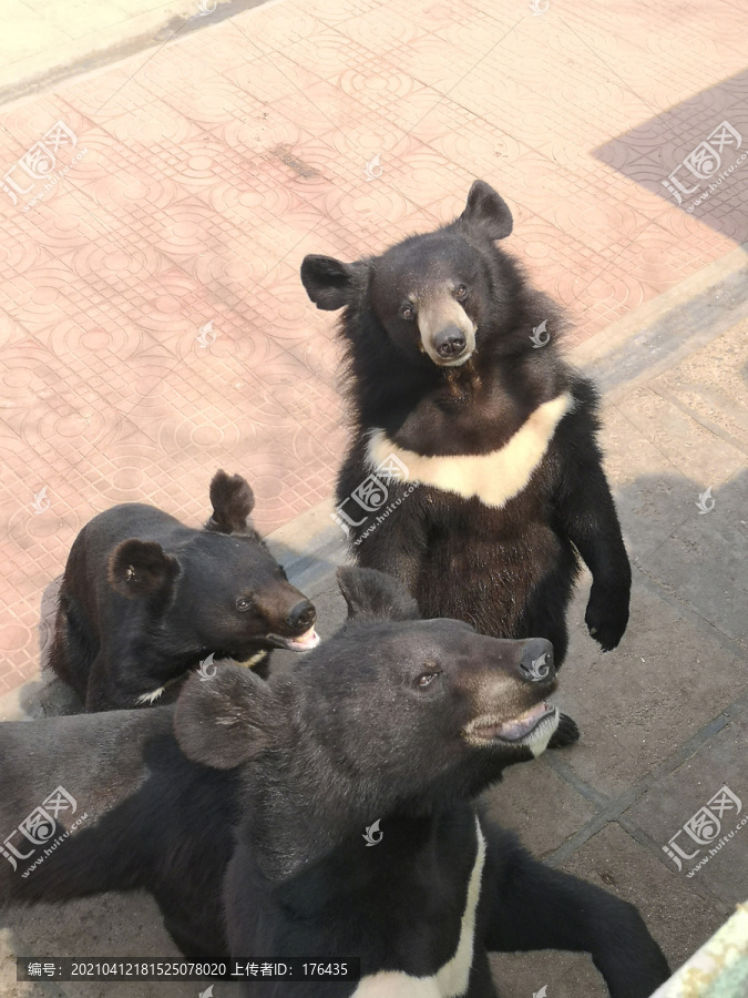 灰熊