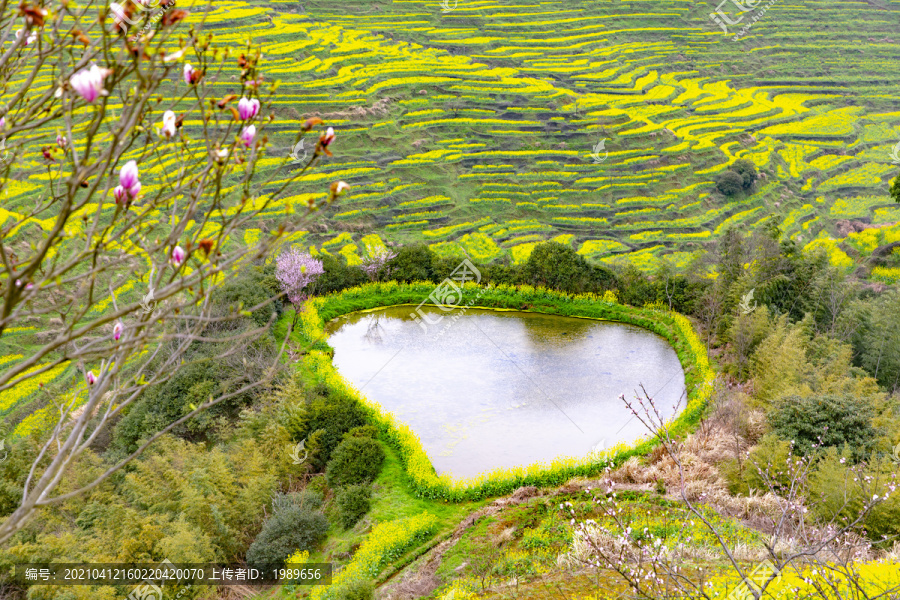 婺源篁岭油菜花