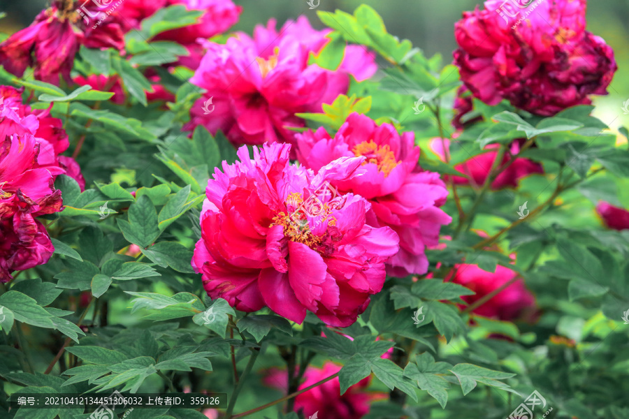 菏泽牡丹花