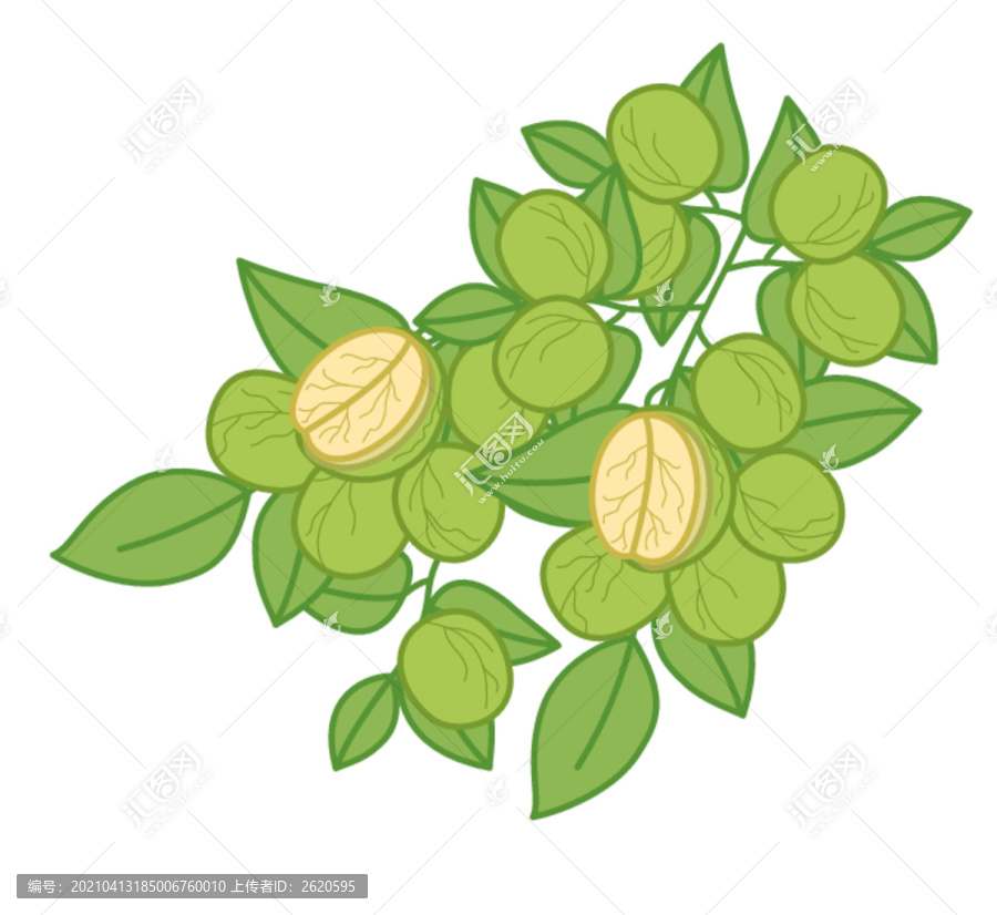 核桃矢量插畫