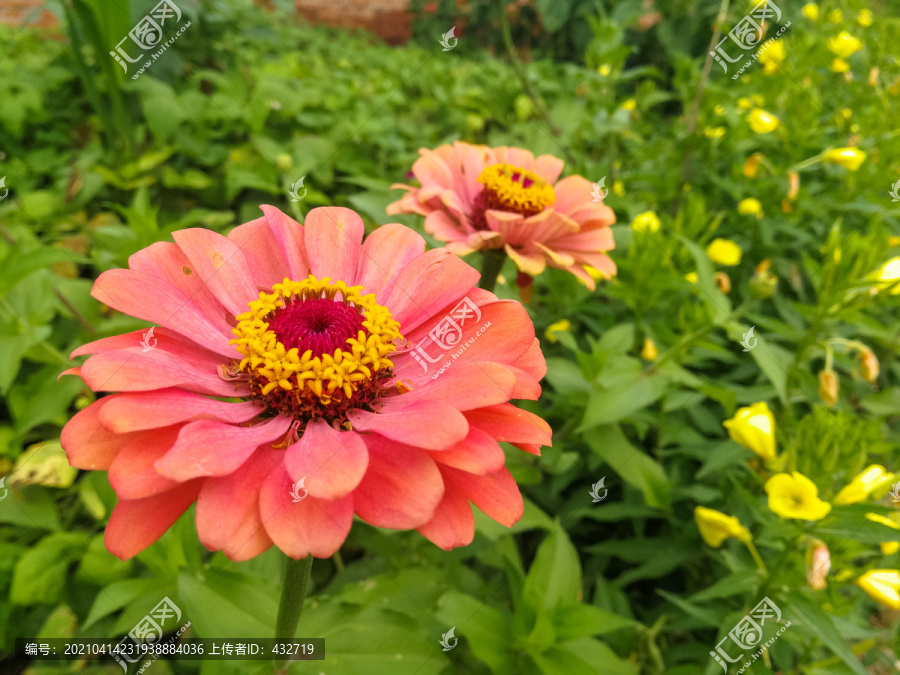 夏天鲜花盛开百日菊百日草