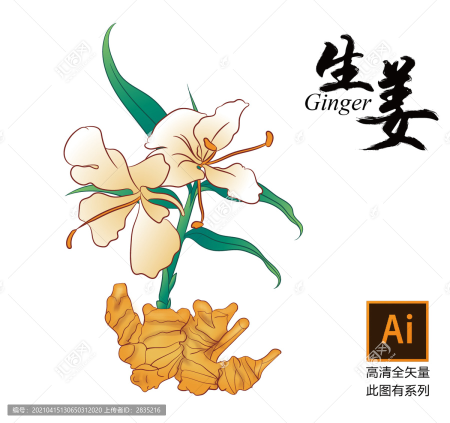 手繪生姜