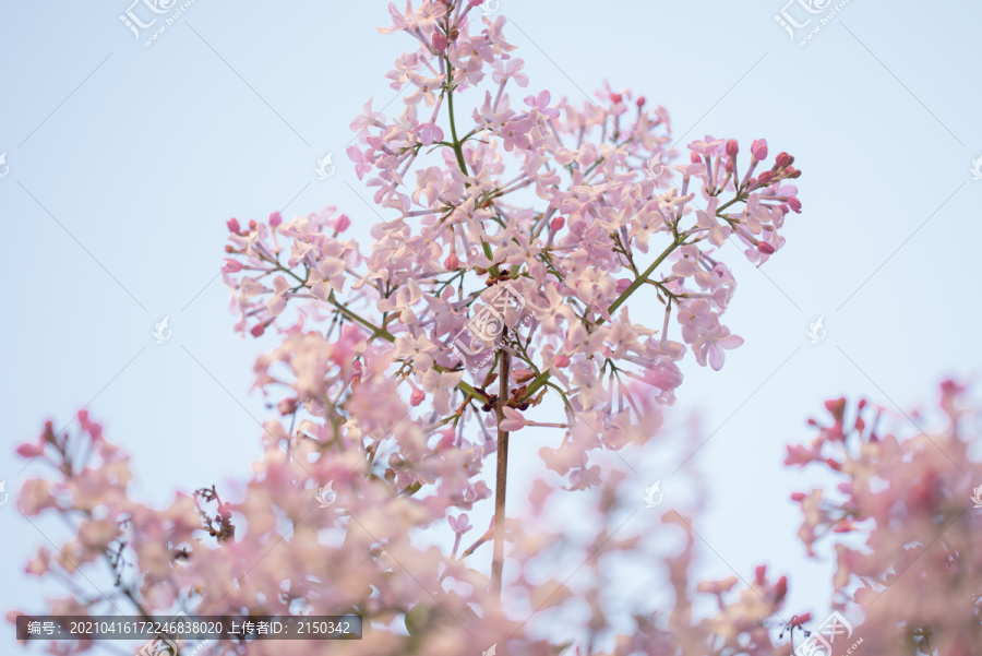 丁香花