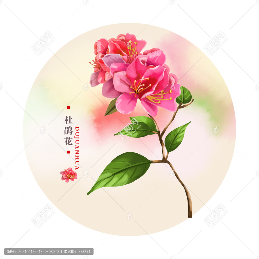 杜鵑花