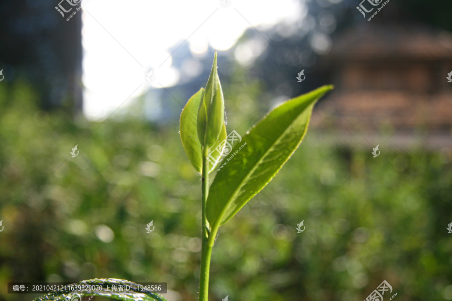 芽头