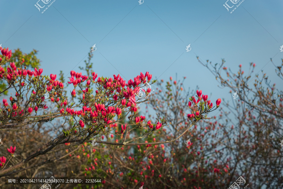 尚未开放的杜鹃花花苞