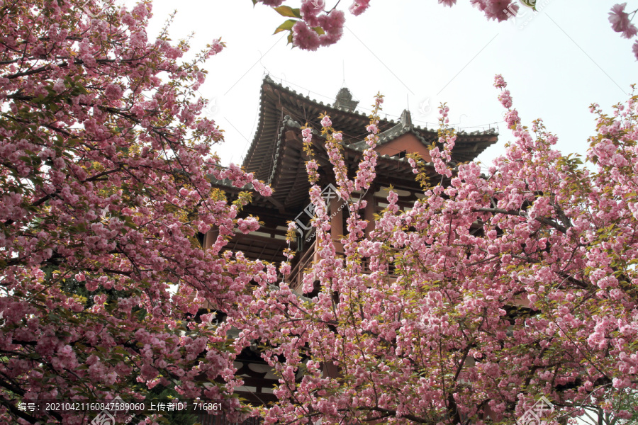 西安青龙寺樱花