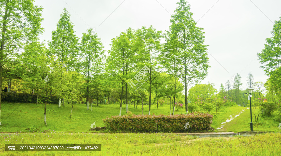 雨后绿韵