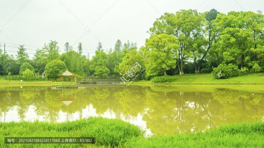 雨后绿韵