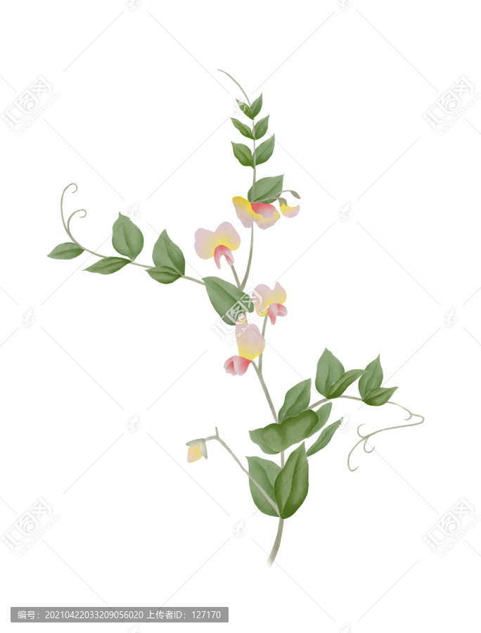 粉色色豌豆花