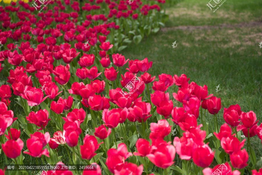 郁金香花盛开