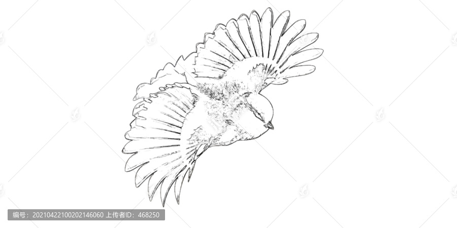 小鳥素描線稿