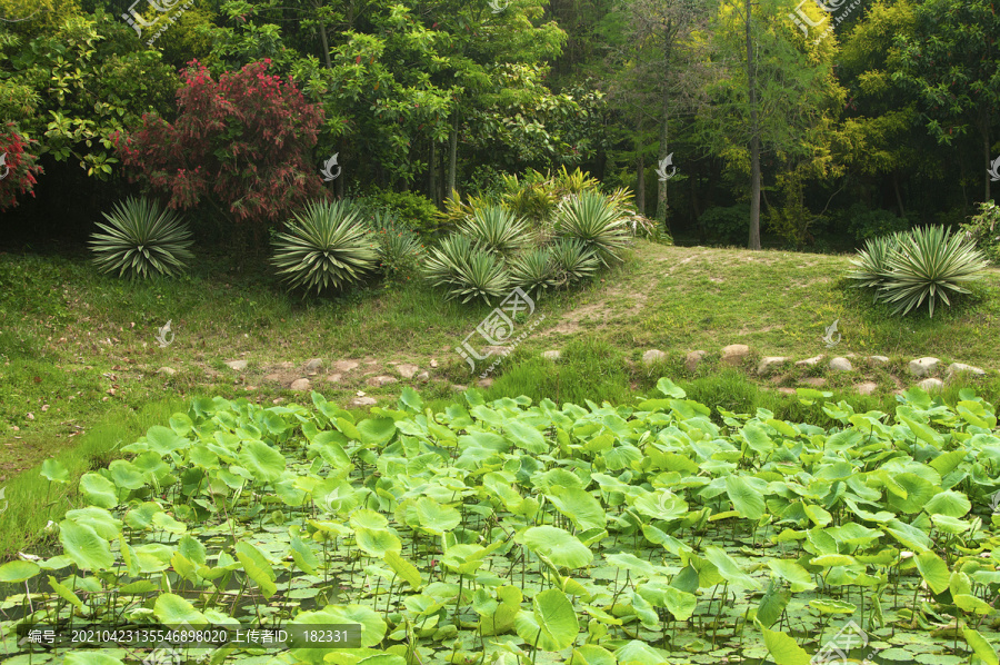 园林植物实景搭配