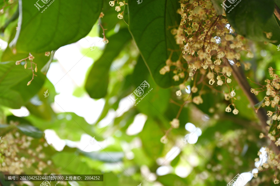 白色苹婆花