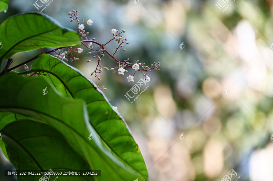 白色苹婆花