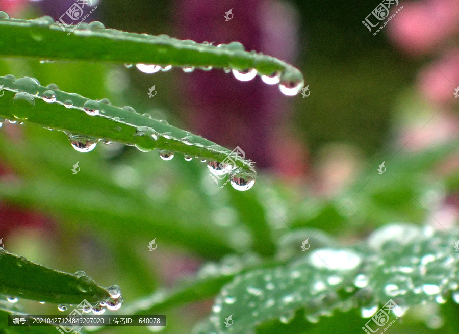 春雨和雨水