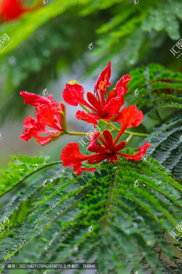 春雨凤凰花