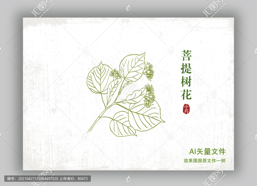 手繪菩提樹花線描插畫
