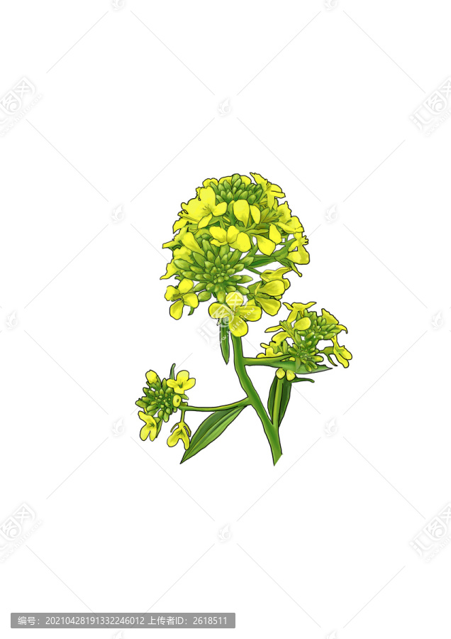 白菜花大白菜