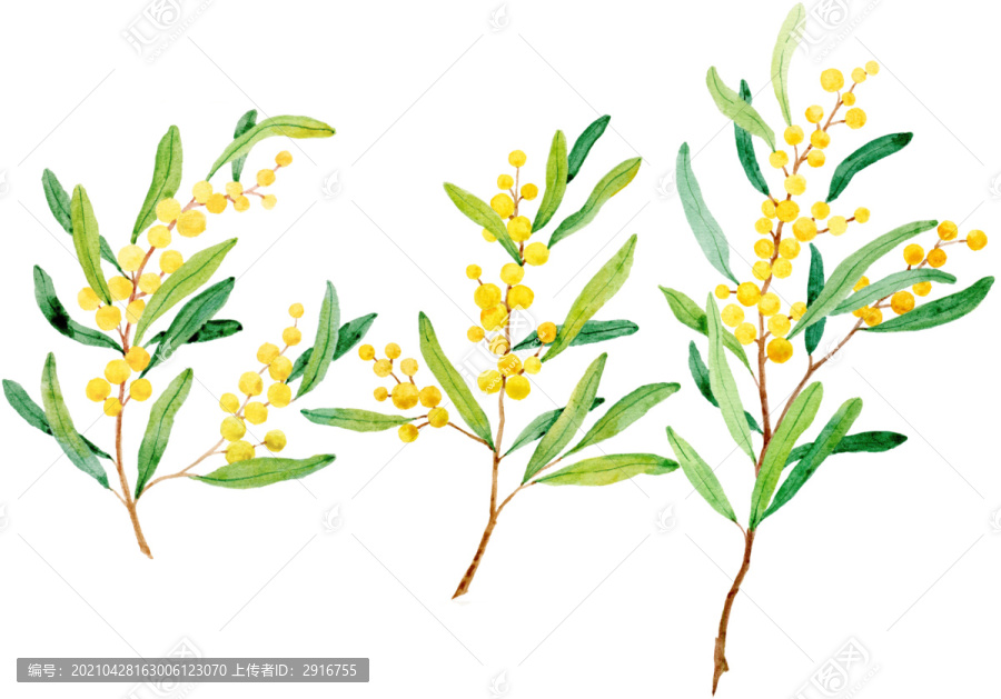 水彩黃色小果植物
