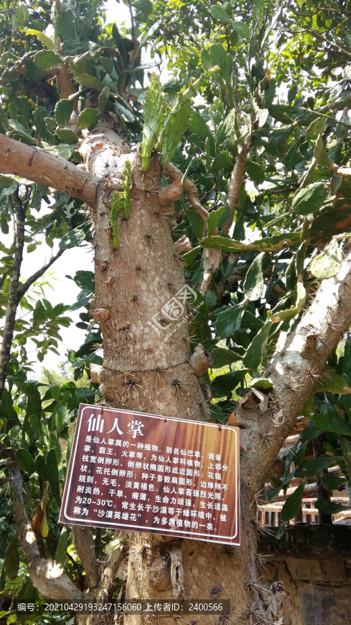 桂林山水植物