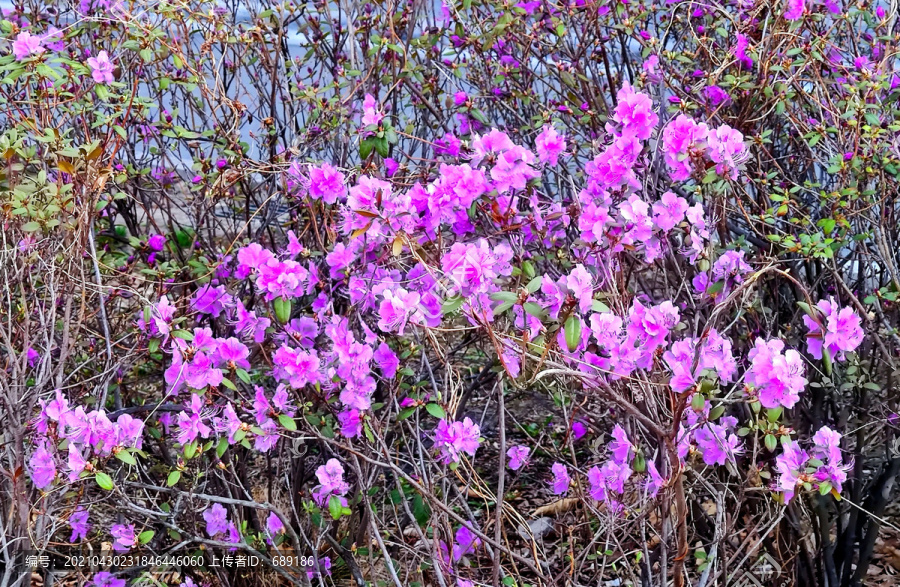 花丛