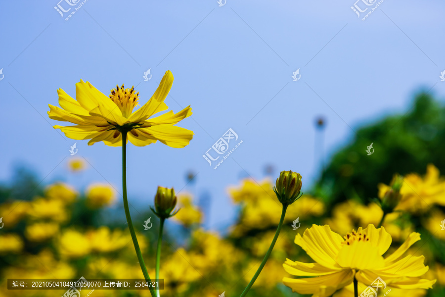 盛开的硫华菊花
