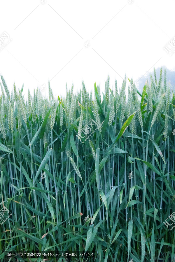 雨后的麦田