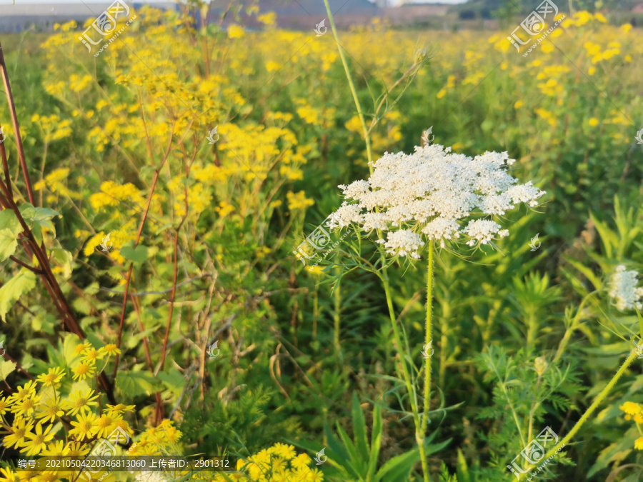 茼蒿菊花黄色