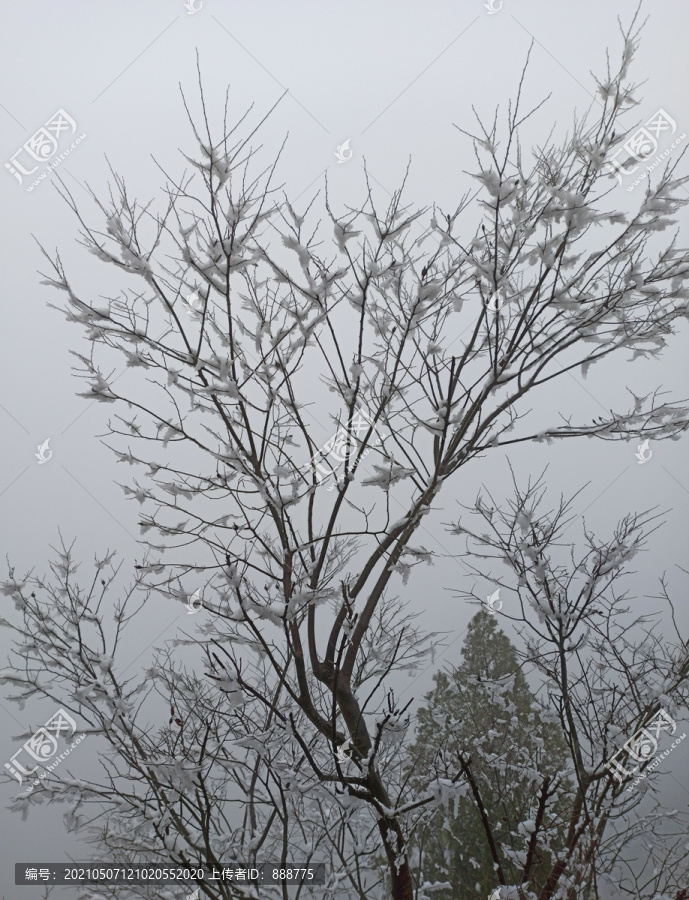 雪树银花