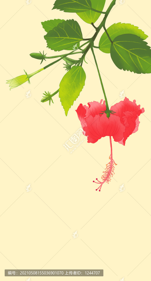 朱槿花