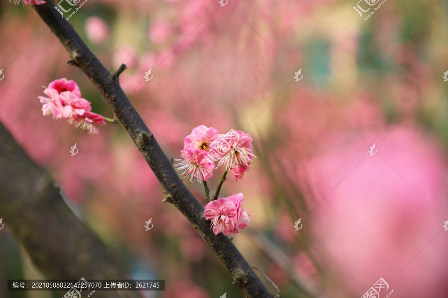 红色梅花盛开