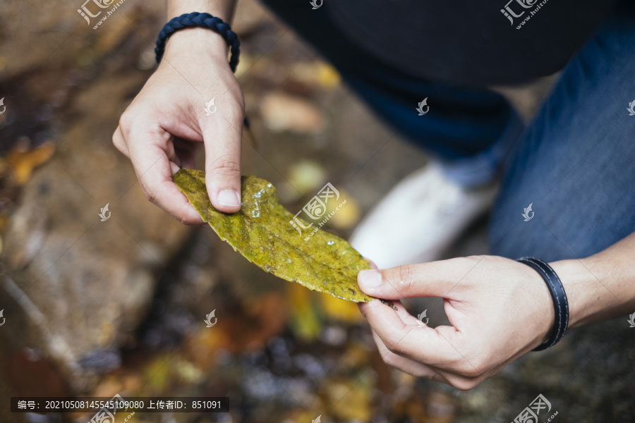 收起背包客的手拾起秋天的黄叶。