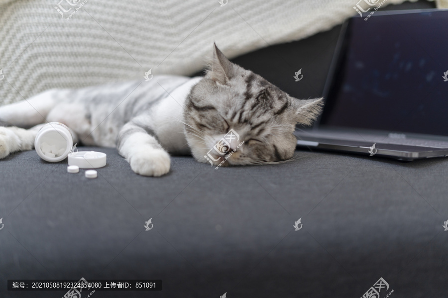 毛茸茸的猫因为安眠药睡在沙发上。求救药。