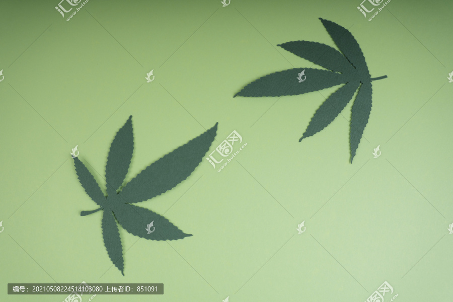 浅绿色背景上的大麻或大麻叶。复制空间。