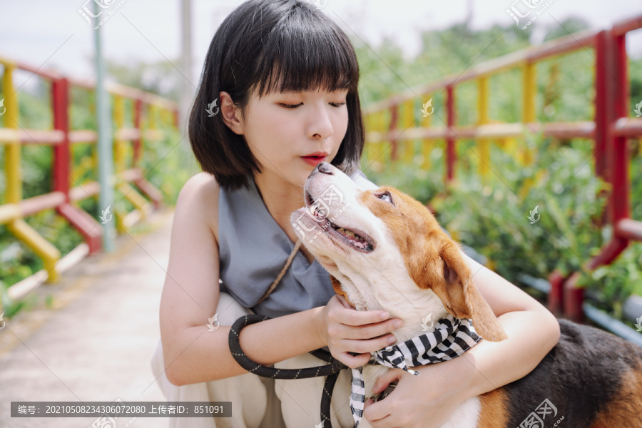 美丽的亚泰短发女子爱抚比格犬。遛狗。