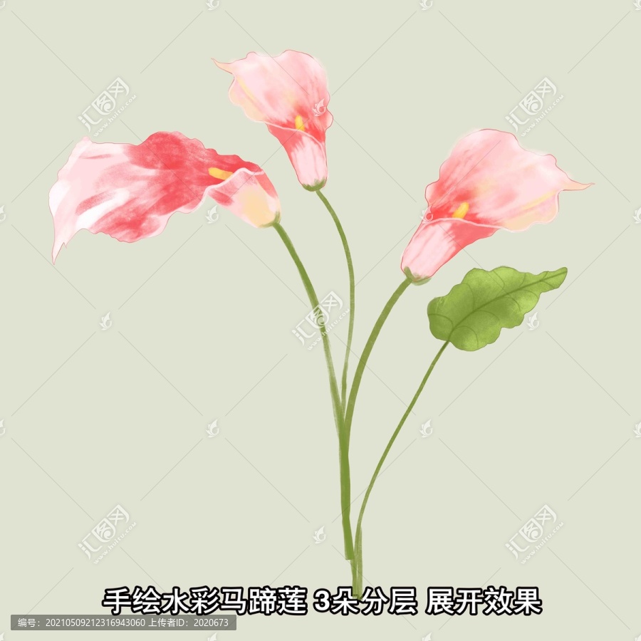 馬蹄蓮