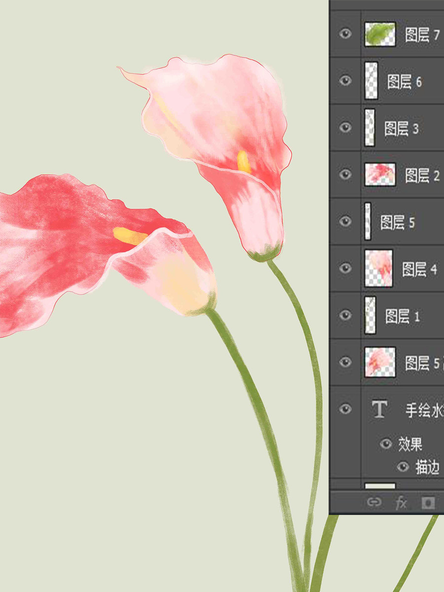 馬蹄蓮