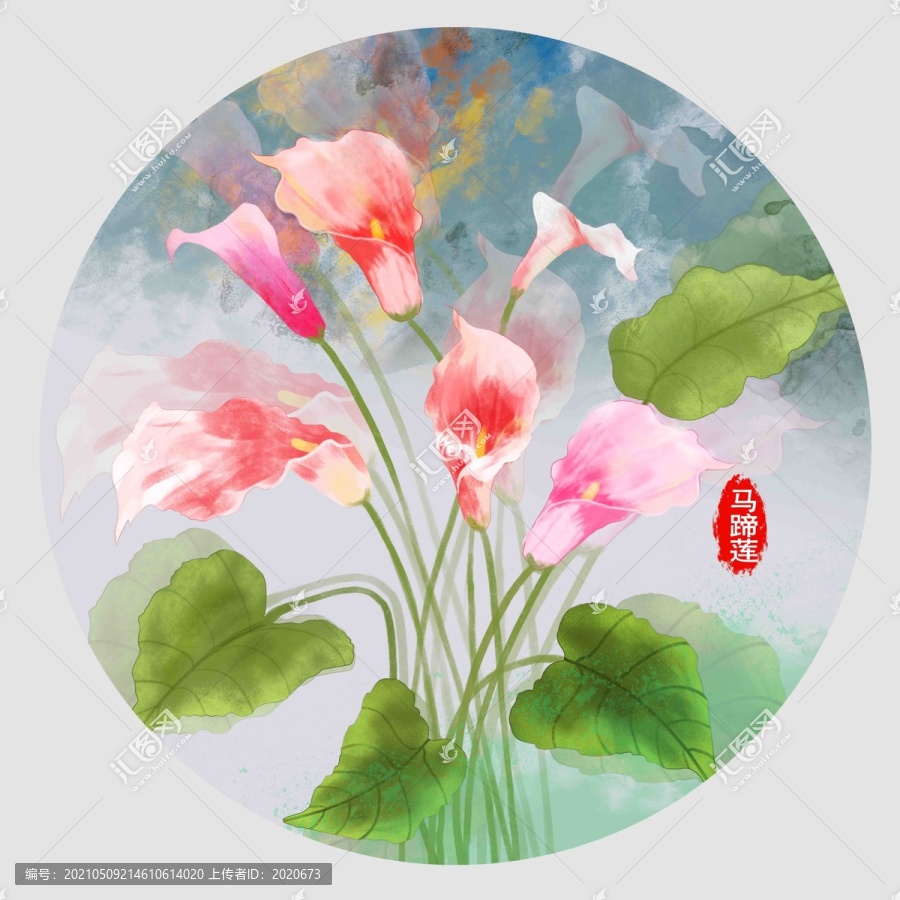 馬蹄蓮插畫